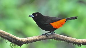 Passerini's Tanager