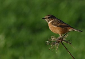 Stonechat