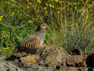 barbary partridge Nr. 2