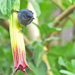 Slaty Flowerpiercer