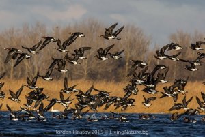 Red-breasted Geese