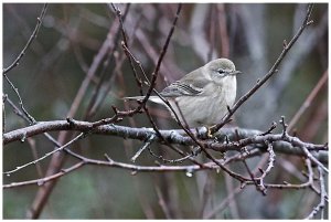 Pine Warbler (1st year female)