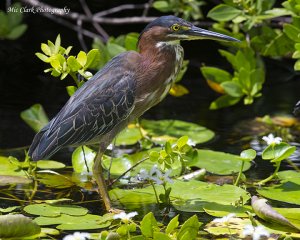 Green heron (Butorides virescens)