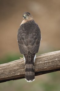 Coopers Hawk (Female)