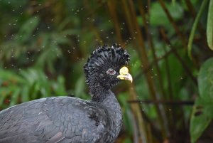 Great Curassow