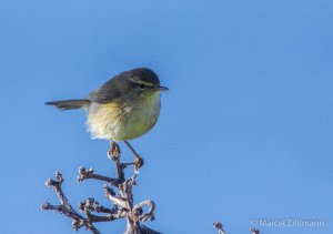 willow warbler