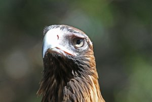 Young Wedge-tailed Eagle