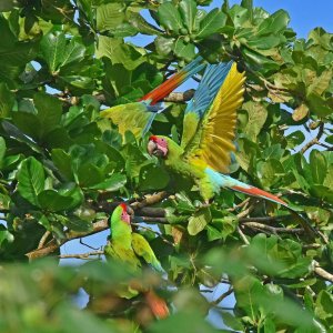 Great Green Macaw