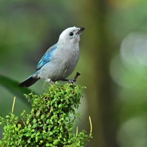 Blue grey Tanager