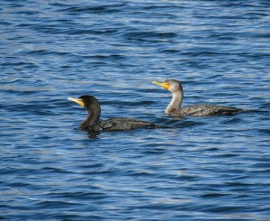 Double-Crested Cormorant