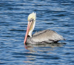 Brown Pelican