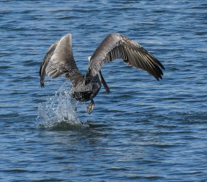 Brown Pelican -- LIFTOFF!