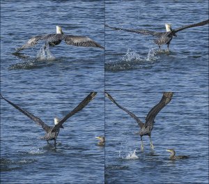 Brown Pelican -- LIFTOFF! (series)