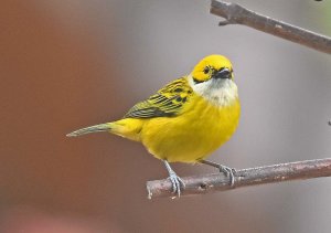 Silver-throated Tanager