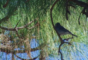 blue chaffinch male