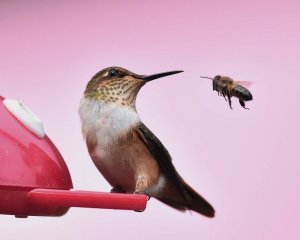 Scintillant Hummingbird