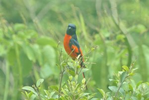 scarlet minivet (male)