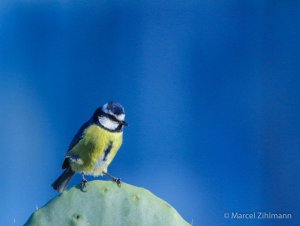 african blue tit