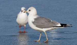 Common Gull and Black-headed Gull
