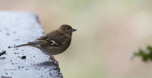 Chaffinch