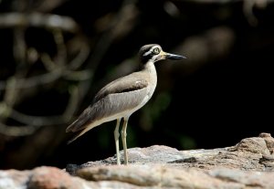 The great stone-curlew or great thick-knee