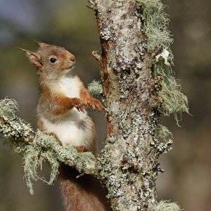 Red Squirrel