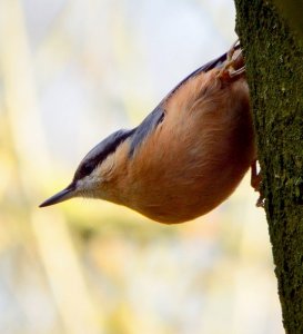 Nuthatch.