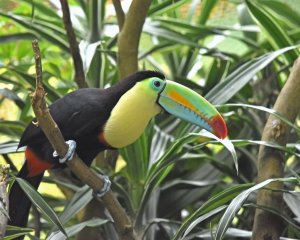 Keel billed Toucan