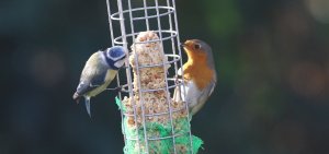 Blue Tit and Robin