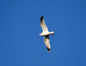 Adult Common Gull