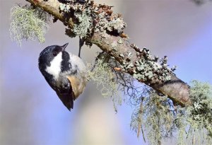 Coal Tit