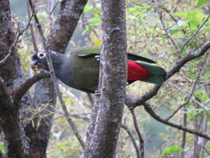 Scaly-headed Parrot