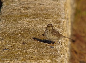 berthelot's pipit