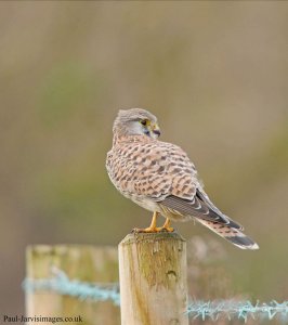 Kestrel