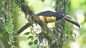 Collared Aracari