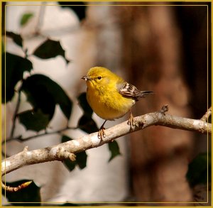 Pine Warbler