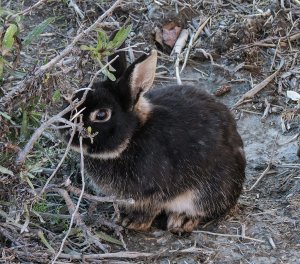 Feral/Domestic Rabbit