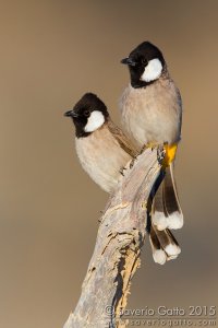 White-eared Bulbul (Pycnonotus leucotis)