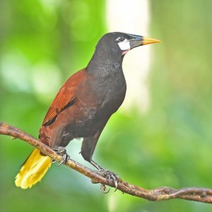 Montezuma Oropendola