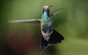 Broad-billed hummingbird