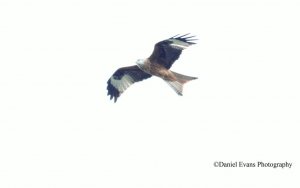 Red Kite