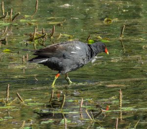 Common Gallinule