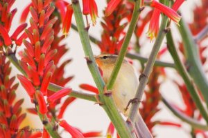 willow warbler