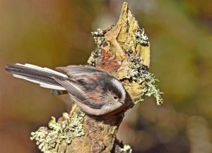 Long-tailed Tit