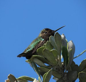 Anna's Hummingbird