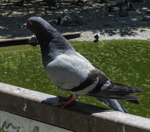 Feral/Domestic Pigeon