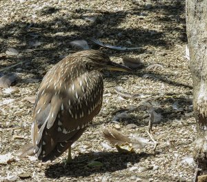 Black-Crowned Night-Heron (immature)