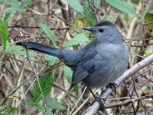 Gray Catbird