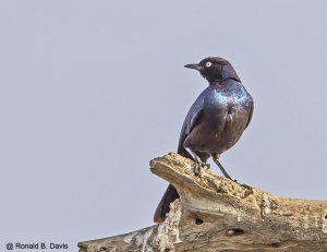 Ruppell's Starling ETH SER