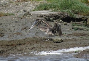 Brown Pelican, young